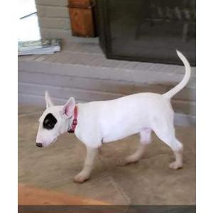 Lost Dog Paco