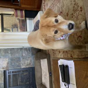 Lost Dog Buddy