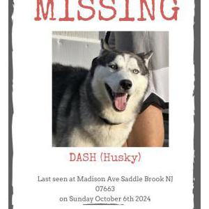 Lost Dog Dash