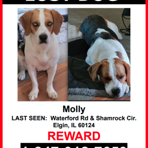 Lost Dog Molly