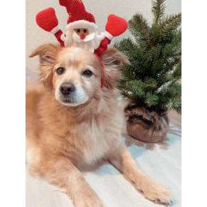 2nd Image of Blanket, Lost Dog
