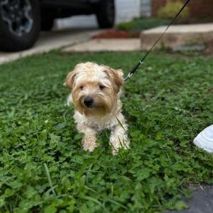 Lost Dog Teddy