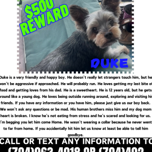 Lost Dog Duke