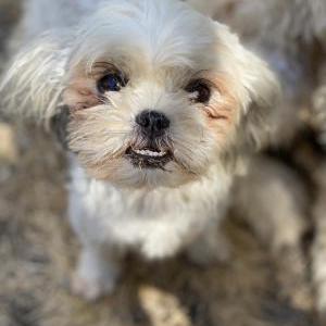 Lost Dog Saki