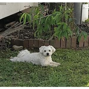 Lost Dog Oso