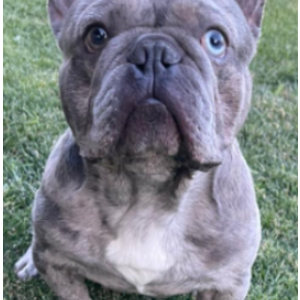 Lost Dog DINO