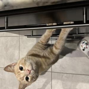 Lost Cat roja
