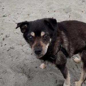 Lost Dog Arthur