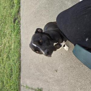Lost Dog Midnight