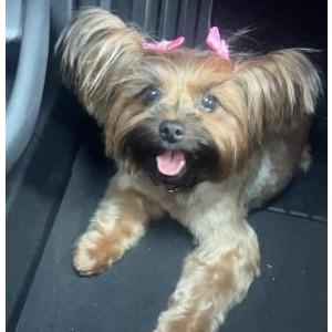 Lost Dog Marilyn