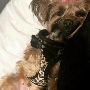 2nd Image of Marilyn, Lost Dog