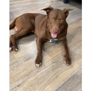 Lost Dog Jacke