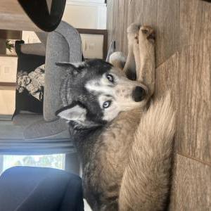 Lost Dog Simba