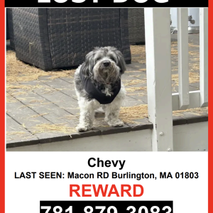 Lost Dog Chevy