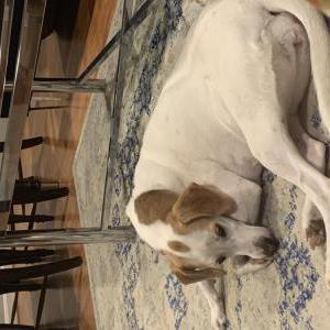 Lost Dog Summer