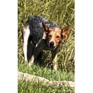 Found Dog Unknown