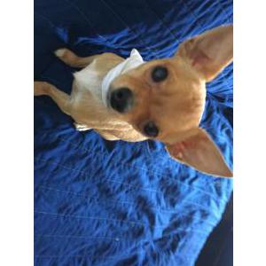 Lost Dog Rocky