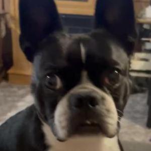 Lost Dog FINN***