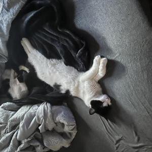Lost Dog Lucky/baby kitty