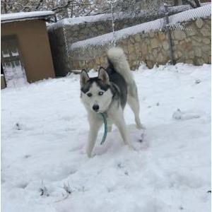 Image of luna, Lost Dog
