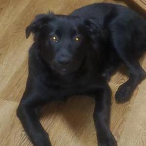 Lost Dog B.B