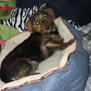 Lost Dog Loki