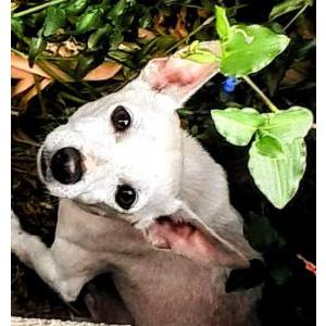 Found Dog Unknown