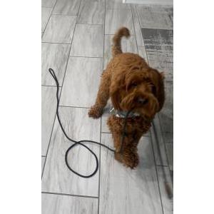 Lost Dog Ripken