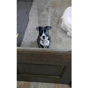 Found Dog unknown