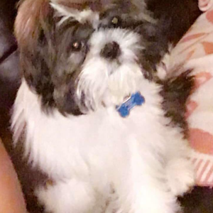 Lost Dog oreo