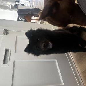 Found Dog Unknown