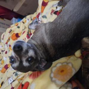 Lost Dog Coco