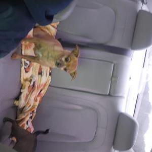 Lost Dog Sissy