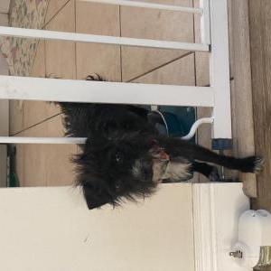 Found Dog Unknown