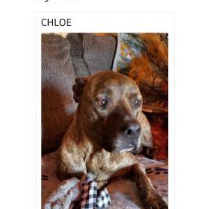 Lost Dog Chloe
