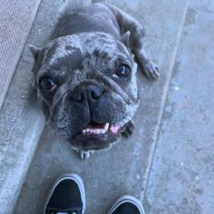Lost Dog Tiffany