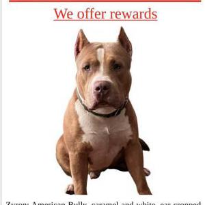 Lost Dog Ziron