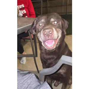 Found Dog Unknown