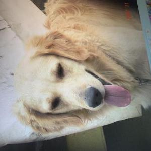 Lost Dog Oso