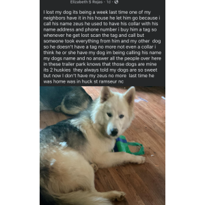 Image of Zeus, Lost Dog