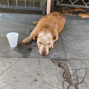 Found Dog Unknown