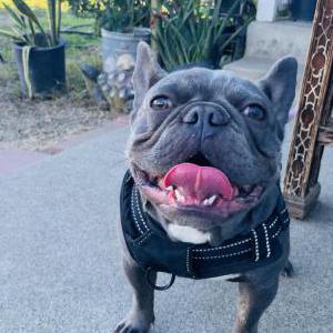 Lost Dog Zoe