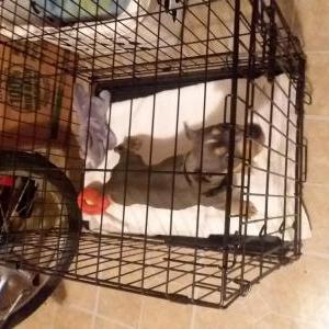 Lost Dog Bowser