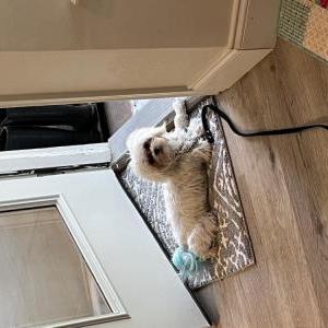 Lost Dog Griffin