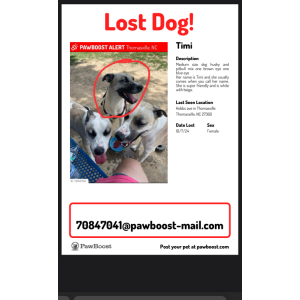 Lost Dog Timi