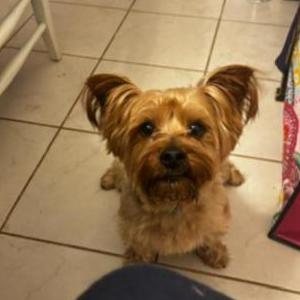 Lost Dog Benny