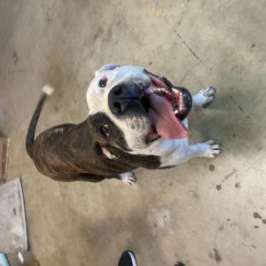 Found Dog Unknown