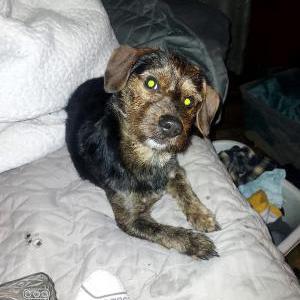 Lost Dog Loki