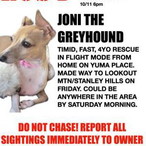 Lost Dog Joni