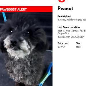 Lost Dog Peanut